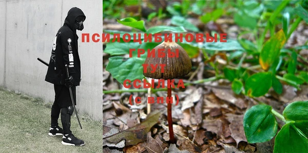 прущие грибы Абдулино